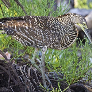 Herons Collection: Bare Throated Tiger Heron