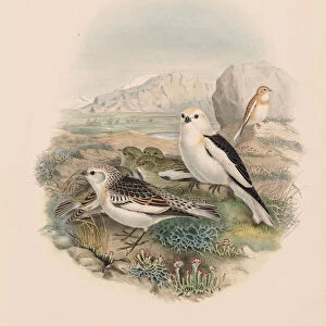 Birds Great Britain Plestrophanes nivalis John Gould