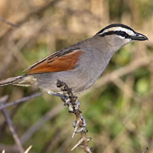Helmetshrikes And Puffbacks Collection: Black Crowned Tchagra