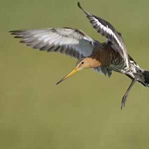 Black-tailed Godwit landing, Limosa limosa, Netherlands