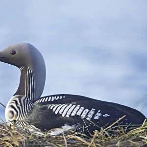 Black-throated Diver adult on nest, Finland