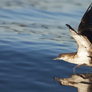 Shearwaters Collection: Black Vented Shearwater