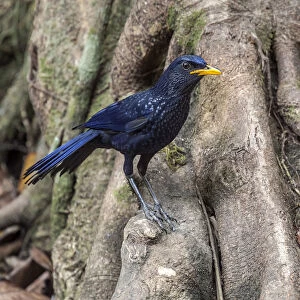 Thrushes Collection: Blue Whistling Thrush