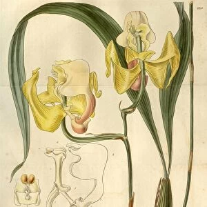 Botanical print by Sir William Jackson Hooker, FRS, 1785 aaa 1865, English botanical