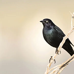 New World Blackbirds Collection: Brewers Blackbird