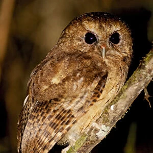 Owls Collection: Cinnamon Screech Owl