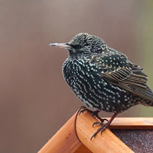 Common Starling on bird feeder, Sturnus vulgaris