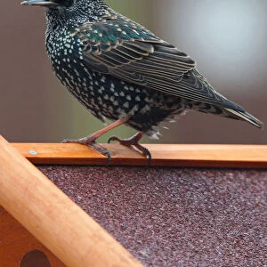 Common Starling on bird feeder, Sturnus vulgaris