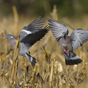 Common Wood Pigeon landing in field, Columba palumbus