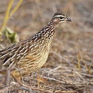Phasianidae Collection: Crested Francolin