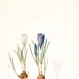 Crocus vernus, Safran priiiintanier; Spring crocus, Redoute, Pierre Joseph, 1759-1840