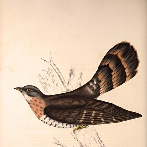 Cuckoos Collection: Himalayan Cuckoo