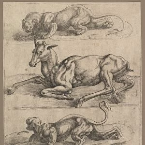Doe Two Lionesses ca 1540 Etching sheet 10 1 / 4 x 9 1 / 8
