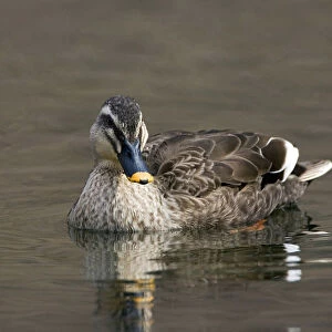 Ducks Collection: Eastern Spot Billed Duck