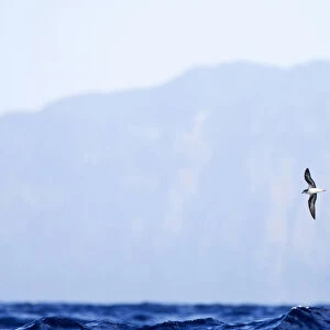 Endangered Zino's Petrel flying at sea off Madeira, Pterodroma madeira, Portugal