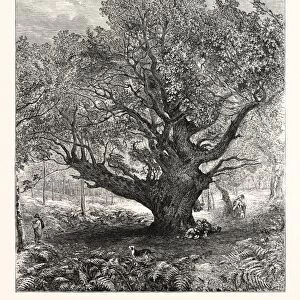 Exhibition of the Royal Academy: the Monarch Oak Painted by M. Anthony, 1853