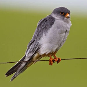 Accipitridae Collection: Amur Falcon