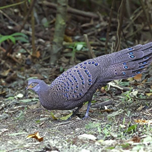Female Grey Peacock-Pheasant in forest, Polyplectron bicalcaratum