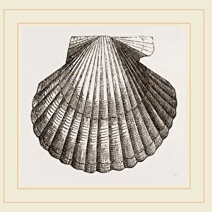 Gibbous Scallop