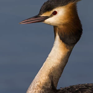 Grebes Collection: Related Images