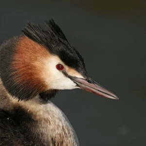 Great Crested Grebe summerplumage close-up of head Netherlands, Podiceps cristatus