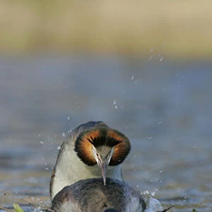 Great Crested Grebes mating, Podiceps cristatus