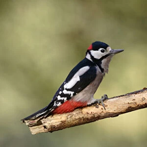 Great Spotted Woodpecker perched on branch, Dendrocopos major