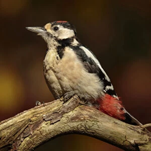 great spotted Woodpecker sitting on branch, Netherlands