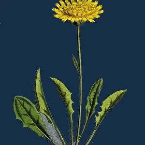 Hieracium calenduliflorum; Marygold-flowered Hawkweed
