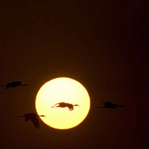 Hooded Crane group flying before the sunset, Grus monacha