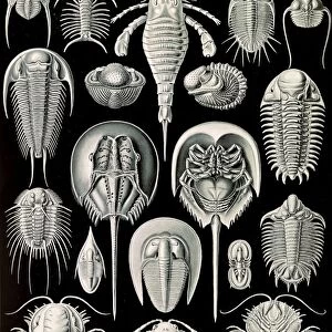 Illustration shows horseshoe crabs. Aspidonia