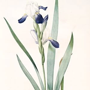 Iris amoena, Iris hybrida; Iris agreable, Bearded Iris, Redoute, Pierre Joseph, 1759-1840