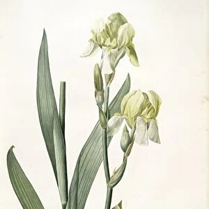 Iris flavescens, Iris a fleurs jaunes, Lemonyellow Iris, Redoute, Pierre Joseph