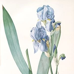 Iris pallida, Iris pale, Dalmatian Iris; Sweet Iris; Orris; Fragrant Iris, Redoute