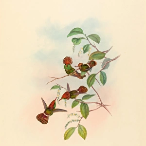 John Gould and H. C. Richter (British, 1804 - 1881), Lophornas reginae (Spangled Coquette)