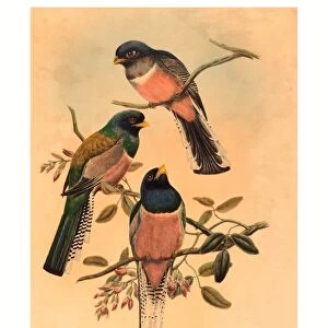 John Gould and W. Hart (British, 1804 1881 ), Trogan variegatus, probably 1836 1838