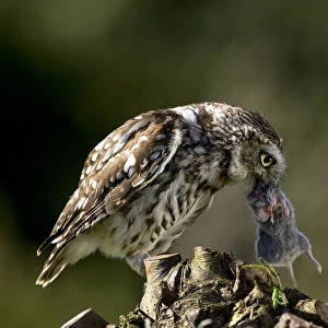 Little Owl with mouse, Athene noctua