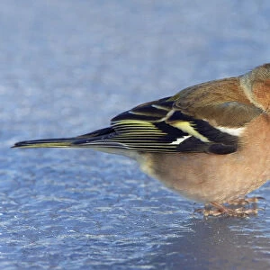 Male Common Chaffinch perched on ice, Fringilla coelebs, Italy