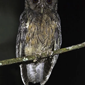 Tawny Bellied Screech Owl