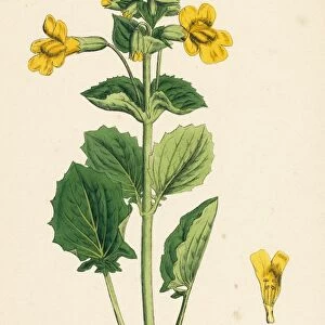 Mimulus luteus; Yellow Monkey-flower