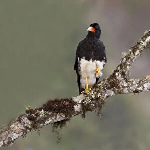 Falcons Collection: Mountain Caracara
