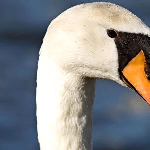 Mute Swan head close-up, Cygnus olor