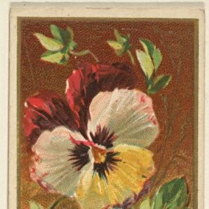 Pansy Viola tricolor Flowers series Old Judge Cigarettes