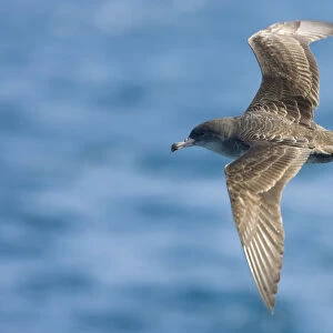Shearwaters Collection: Pink Footed Shearwater