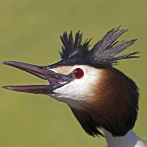 Portrait of a Great Crested Grebe, Podiceps cristatus, Netherlands