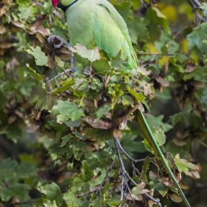 Psittacula krameri, Rose-ringed Parakeet, Italy