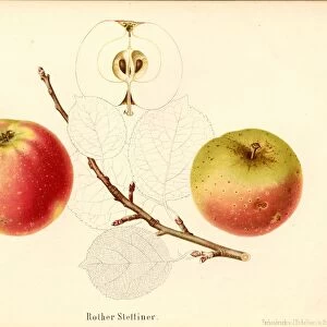 Rother Szczecin Swiss apple variety Signed Color print