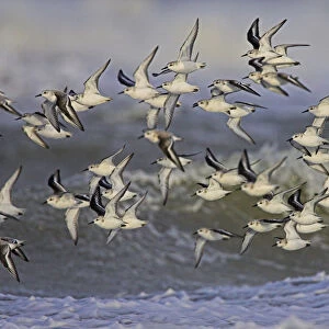 Sanderlings in flight, Calidris alba