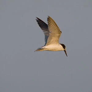 Laridae Collection: Saunderss Tern