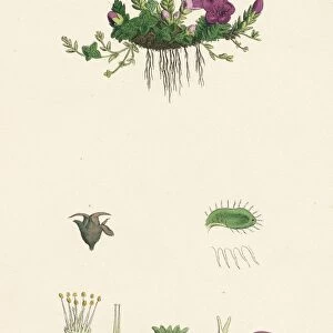 Saxifraga oppositifolia; Purple Mountain Saxifrage